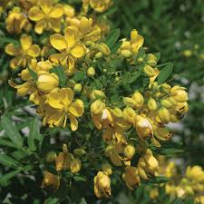 We did not find results for: Senna Flowering Austintexas Gov
