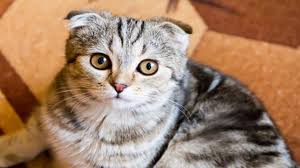 Scottish Fold Karakteri