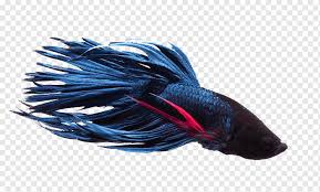 Currently features a half moon betta and 6 neon tetras. Siamese Fighting Fish Neon Tetra Aquarium Betta Blue Animals Pet Png Pngwing