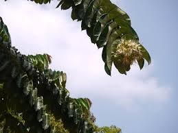 Image result for Duabanga