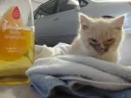It S So Easy To Make A Change Francis Found Alone Crying In The Snow Youtube Animal Stories Love Your Pet Adoption Stories