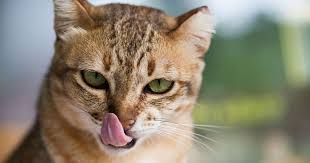 We did not find results for: Raw Bones For Feline Happiness Healthy Teeth The Happy Beast