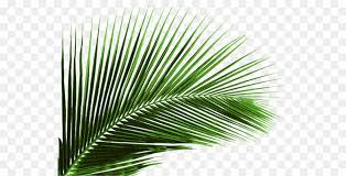 Arecaceae Leaf Plant Areca Palm Coconut Coconut Leaves Png Download 600 460 Free Transparent Arecaceae Png Download