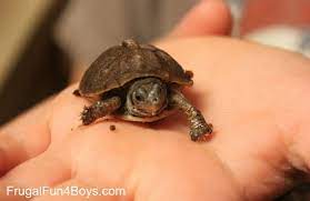 Raising A Hatchling Box Turtle Frugal Fun For Boys And Girls