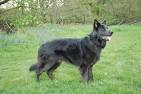 Blue German Shepherd Puppies for Sale - DogsNow