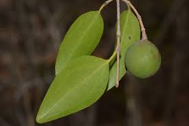 Image result for Strychnos usambarensis