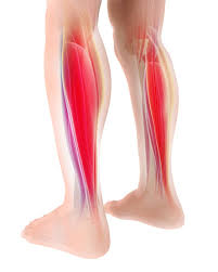 Labeled anatomy chart male back muscles stock illustration 1423699424 : Calf Muscle Stock Photos And Images 123rf