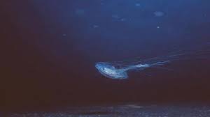 Fangtooth, adalah ikan dengan tampilan paling menakutkan yang tinggal di laut terdalam dan bisa ditemukan di laut atlantik dan samudera pasifik. Arti Palung Adalah Palung Mariana Terdalam Di Dunia Berada Di Mana Ini Penjelasannya Tribun Sumsel