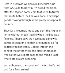 Definition of camel in the idioms dictionary. A5 Personal Response How Are Camels Useful To The Man Brainly In