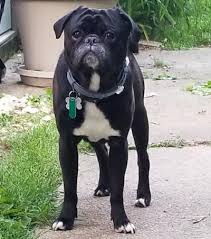 Enter your email address to receive alerts when we have new listings available for pug puppies free to a good home. Ohio Pug Rescue Inc