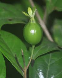 Image result for Heinsia