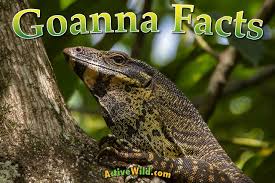12.08.2020 · monitor lizard with blood dripping from its teeth attacks thai pedestrian. Goanna Facts For Kids Adults Pictures In Depth Information Video