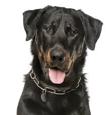After having decided on a beauceron, i contacted angie of joie de vie through the abc website. Beauceron Puppies For Sale Adoptapet Com