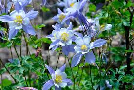 The columbine high shooting of april 20,1999. How To Grow And Care For Columbine Plants Dummer Garden Manage Gfinger Es La App De Jardineria Mas Profesional
