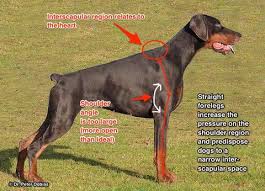 An enlarged heart soon becomes overloaded, and this often leads to congestive heart failure (chf). Why Dogs With Narrow Shoulders Are Prone To Heart Disease Dr Dobias Natural Healing Heart Disease Heart Disease Prevention Disease