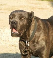 Non fidarti di chi propone cani in regalo e poi. Utilizzo Del Cane Corso Caccia Al Cinghiale Cane Corso Animali