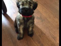 Find the perfect puppy for sale in north carolina at next day pets. Teresa Galloway Is From North Carolina And Breeds Soft Coated Wheaten Terriers Akc P Wheaten Terrier Puppy Soft Coated Wheaten Terrier Puppies Puppies For Sale