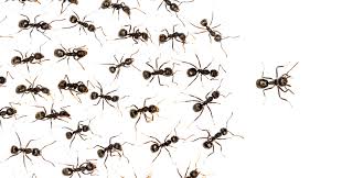 We have over 24 years experience, and have helped read on to learn why we are the preferred choice for pest control in columbus, then pick up the phone and call us for prompt help with your pest problems. Moxie Pest Control Expert Pest Control Friendly Service