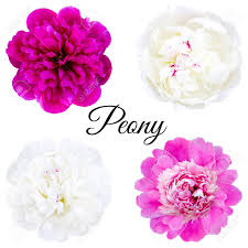 Herbaceous some species of peonies are herbaceous perennials, which means that they have soft stems that die in the winter while the roots survive, allowing the plants to. Set Of Peonies Of Different Varieties Flowers On A White Background Objects For Graphic Design Stock Photo Picture And Royalty Free Image Image 138267466