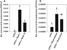 Image result for Rhizobium radiobacter, syn. Agrobacterium tumefaciens