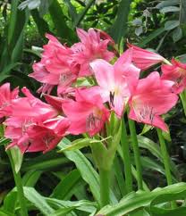 Image result for Crinum harmsii