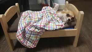 * * * comments and disagreements are welcome, but be sure to read the comment policy. Dog Bed Ikea Duktig Mini Bed For Furkids Babies Kids Baby Nursery Kids Furniture Childrens Beds On Carousell