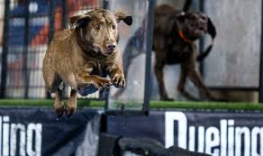 They are judged for the length of their jump. Dock Dogs Jump Into Competition At The 2020 Great American Outdoor Show Pennlive Com