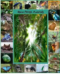 Pin By Kimmy Hill On Rainforest Unit In 2020 Rainforest Rainforest Animals Rainforest Theme