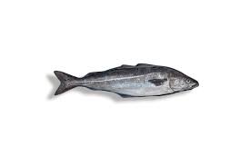 Ils mesurent 70 cm en moyenne le lieu noir et le lieu jaune font partie des poissons les plus maigres. Dos De Lieu Noir Les Sirenes Boulonnaises