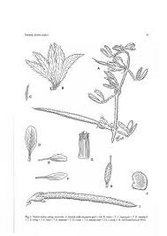 Image result for Rothia hirsuta