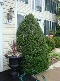 Ilex x meserveae 'blue maid'. Blue Maid Holly Tall Garden Design Plans Garden Design Amazing Gardens