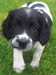 Black & white and liver & white springer spaniel puppies born on february 16, 2015. Pedigree Kc Registered English Springer Spaniel Puppies In Framlingham Suffolk Born 01 08 12