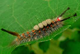 Caterpillar Identification Orgyia Detrita Bugguide Net