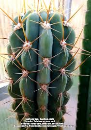 San pedro cactus is a large columnar cactus from south america's andes mountains and is a vigorous grower. Pin Auf Cactus Jerk Flower Hybrids Trichocereus