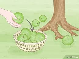 Check spelling or type a new query. How To Grow Osage Oranges With Pictures Wikihow