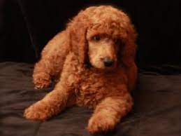 Check spelling or type a new query. Standard Poodle Puppies In California