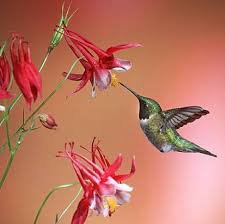 The first time i heard that people actually want bees in their backyard i thought they were a bit crazy! 10 Best Flowers For Attracting Hummingbirds To Your Garden