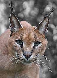 young lion karakal grosse katzen wilde katzen