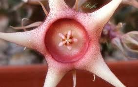 Image result for Huernia verekeri
