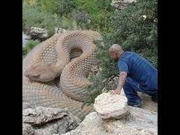 World S Largest Snake Was Found In Mexico Which Was Caught Alive And It Tried To Attack A Person But With Lots Of Team Efforts Giant Snake Snake Anaconda Snake