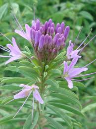Image result for Cleome monophylla