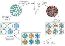 Adoptive Cell Transfer As Personalized Immunotherapy For Human Cancer Science