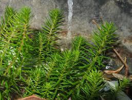Image result for Rotala mexicana