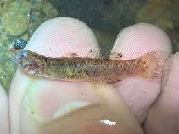 Image result for Gymnosporia gracilipes