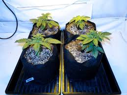 Northern lights auto grow journal. Auto Flowering Grow Journal 6 7 Oz Under 250w Hps Grow Weed Easy
