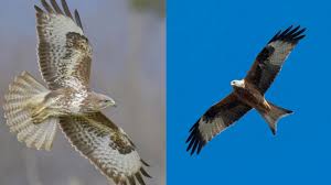 Student chromebook fees must be paid before students may take them home. Greifvogel Kreist Ein Bussard Oder Ein Milan Trick 77 Srf