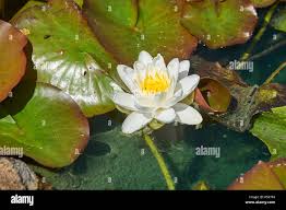 Image result for Nymphaeaceae