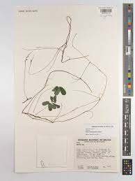 Image result for Abrus melanospermus