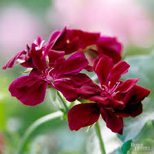 Pin On Landscaping Flowers