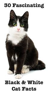 30 Awesome Black And White Cat Facts From The Happy Cat Site Cat Facts Tuxedo Cat Facts Cat Site